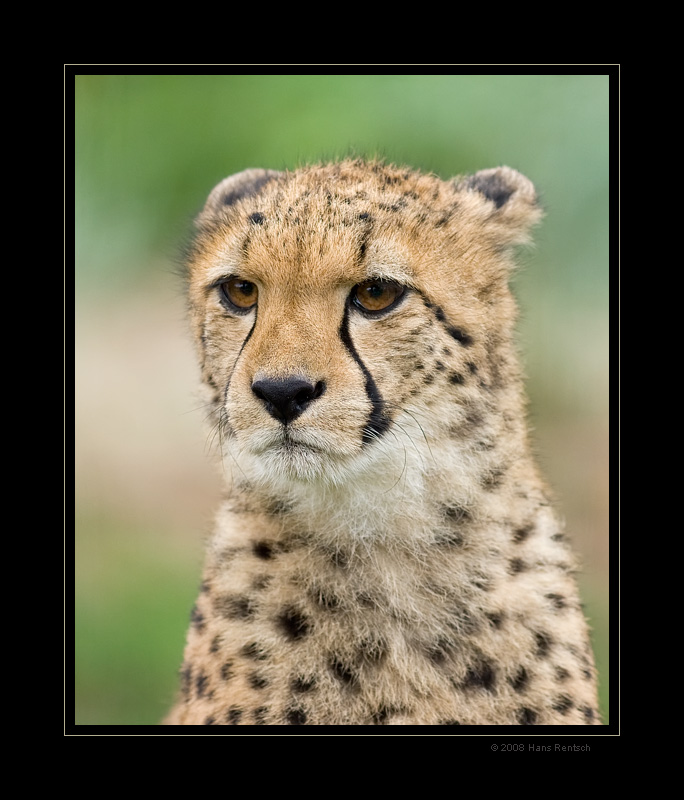 Gepard