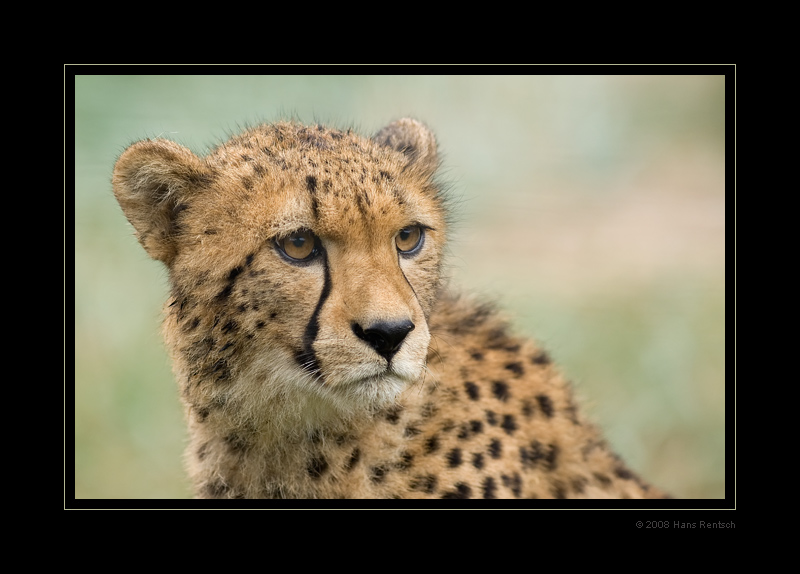 Gepard