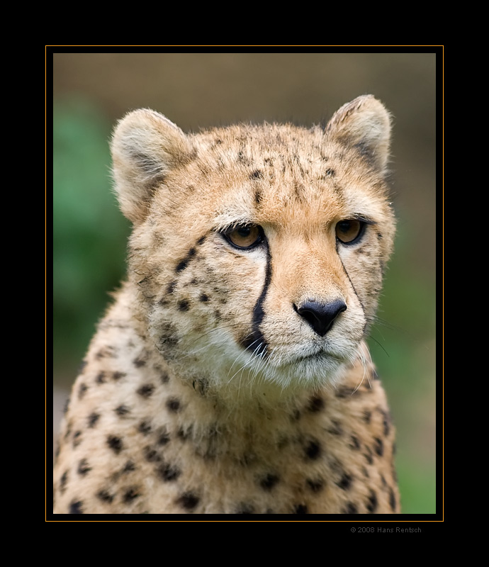 Gepard