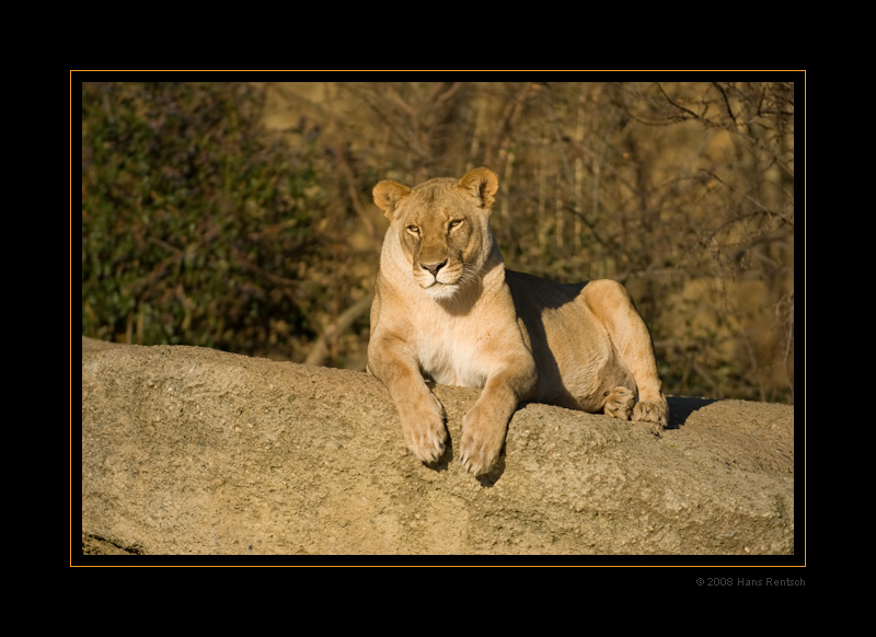 Löwin geniesst die Sonne