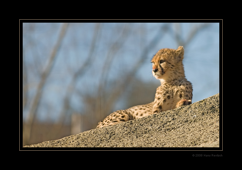 Halbwüchsiger Gepard