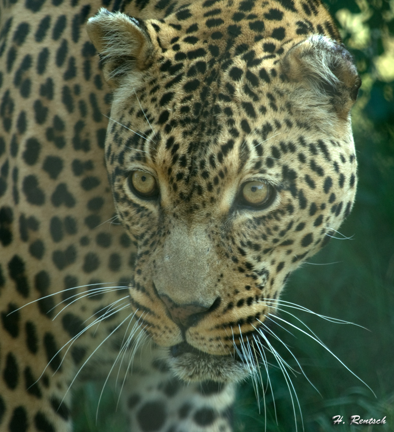 Leopard