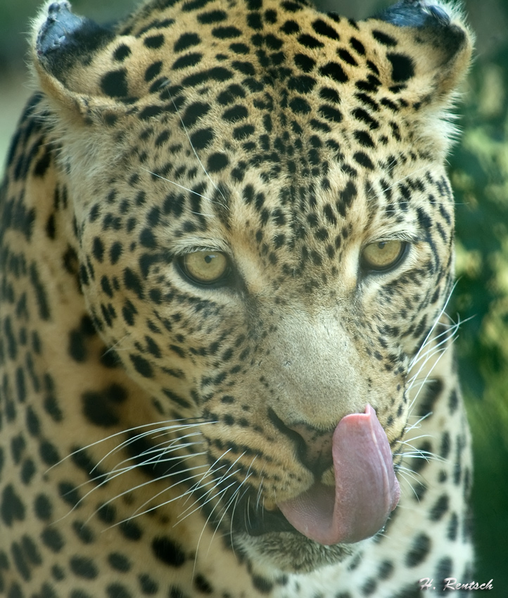 Leopard