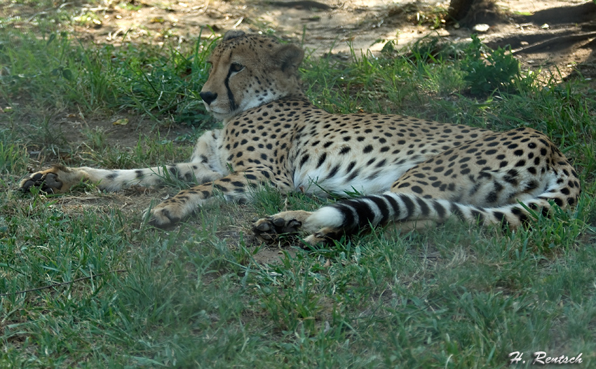 Gepard