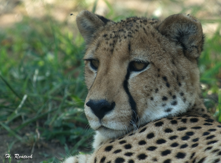 Gepard Portrait