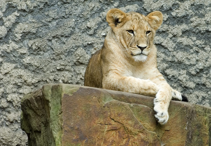 Friedlicher Löwe