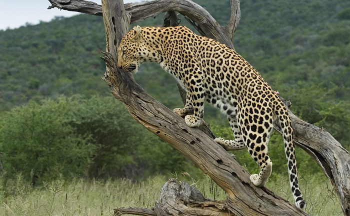 Leopard in Namibia