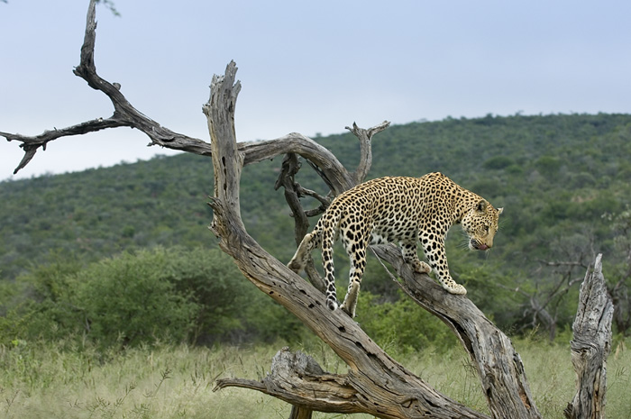 Leopard in Namibia