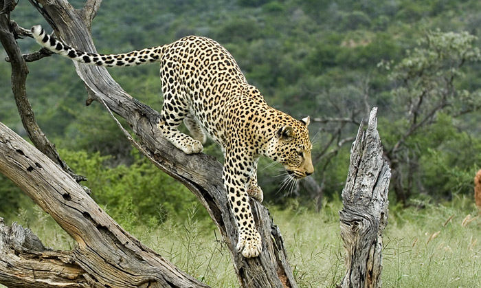 Leopard in Namibia