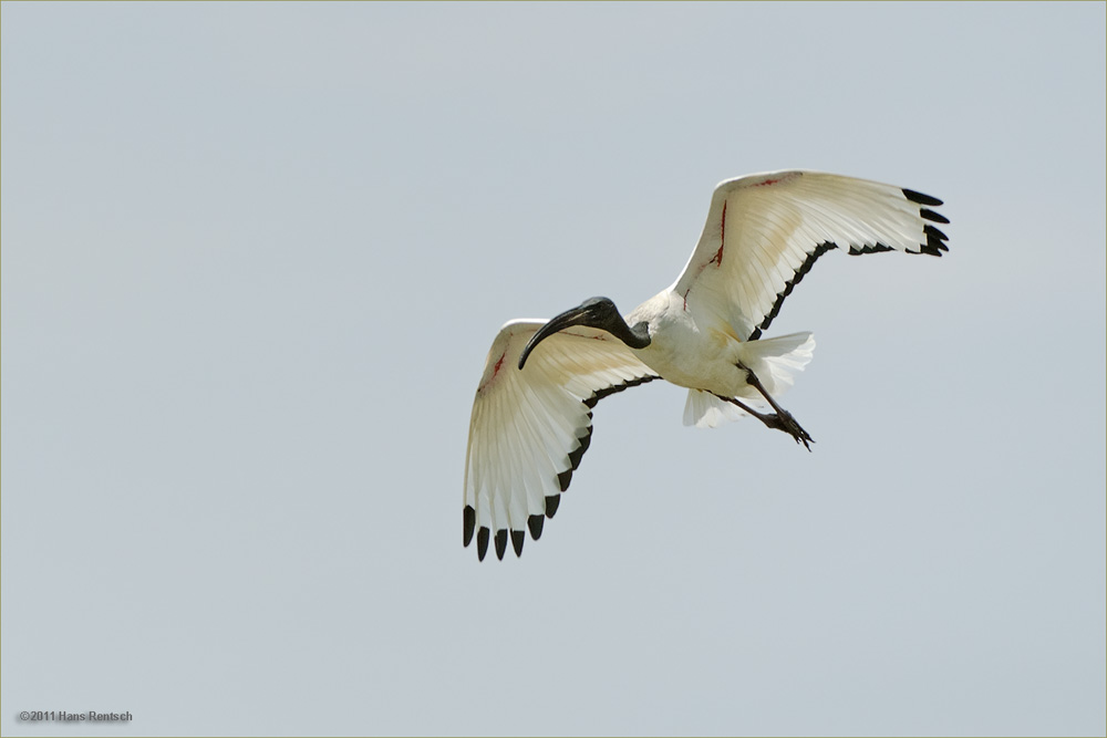 Heiliger Ibis