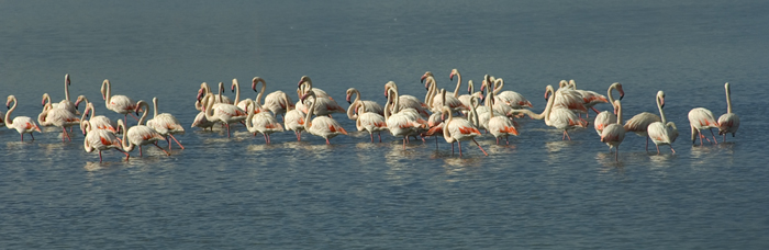 Flamingos Camarque Frankreich