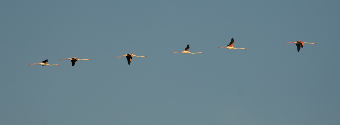 Flamingos Camarque Frankreich