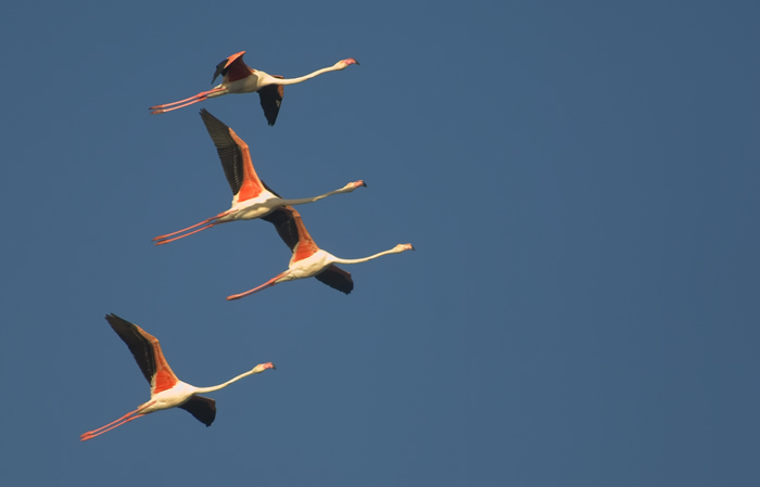 Flamingos Camarque Frankreich