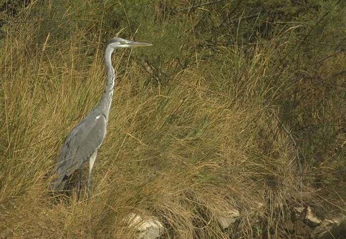 Fischreiher in der Camarque