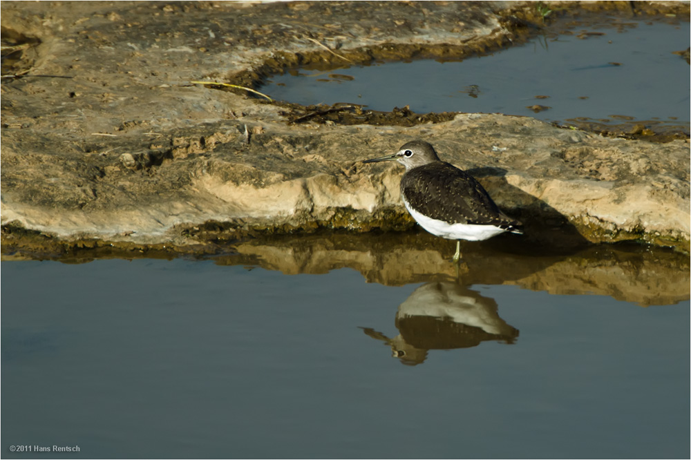 Waldwasserläufer