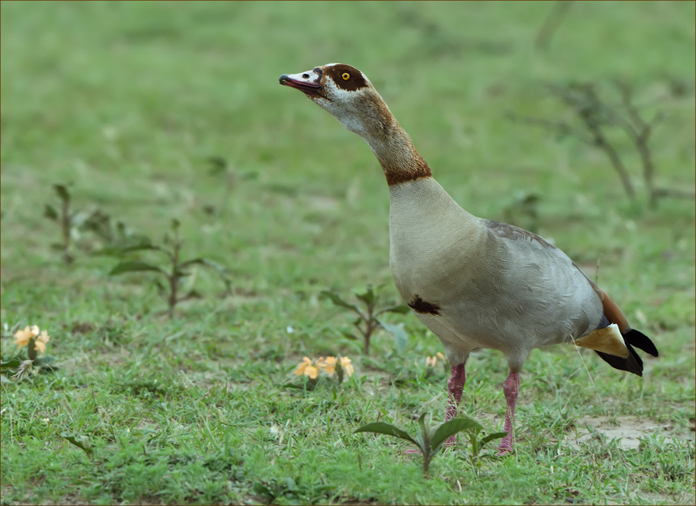 Nilgans