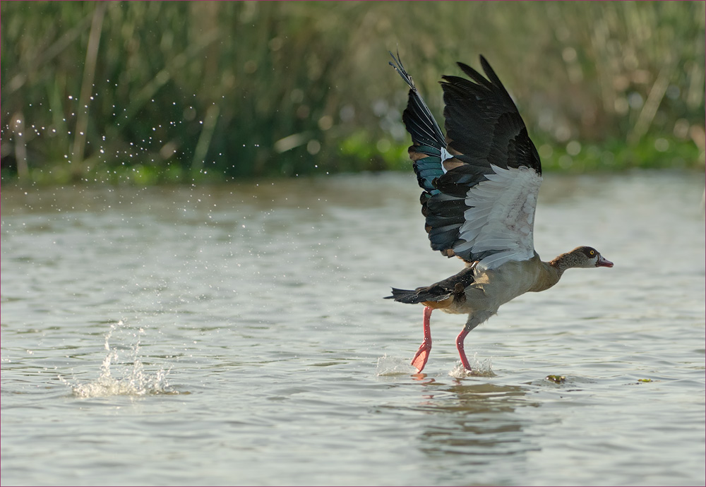 Nilgans