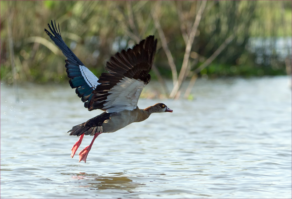 Nilgans