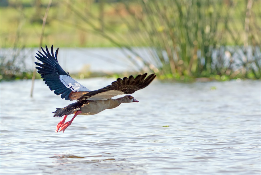 Nilgans