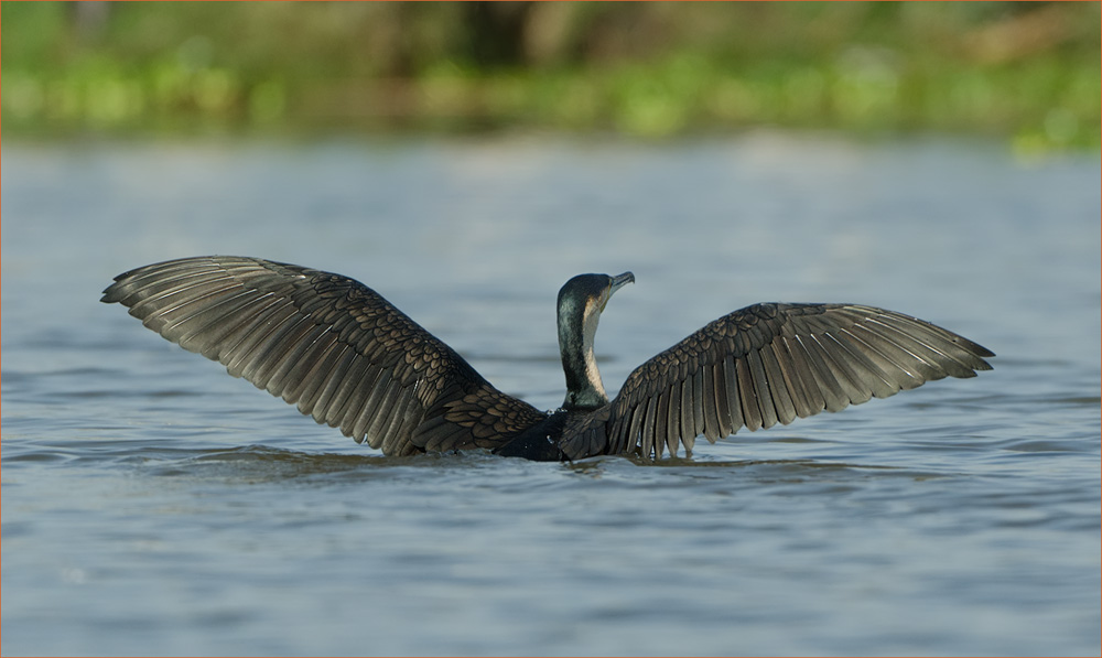 Kormoran