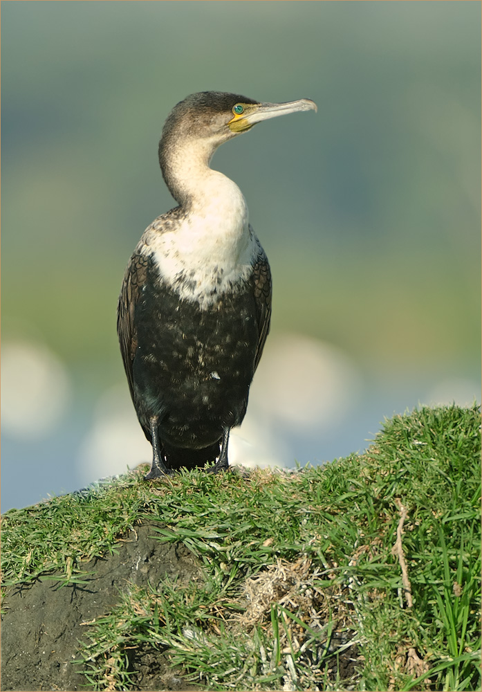 Kormoran