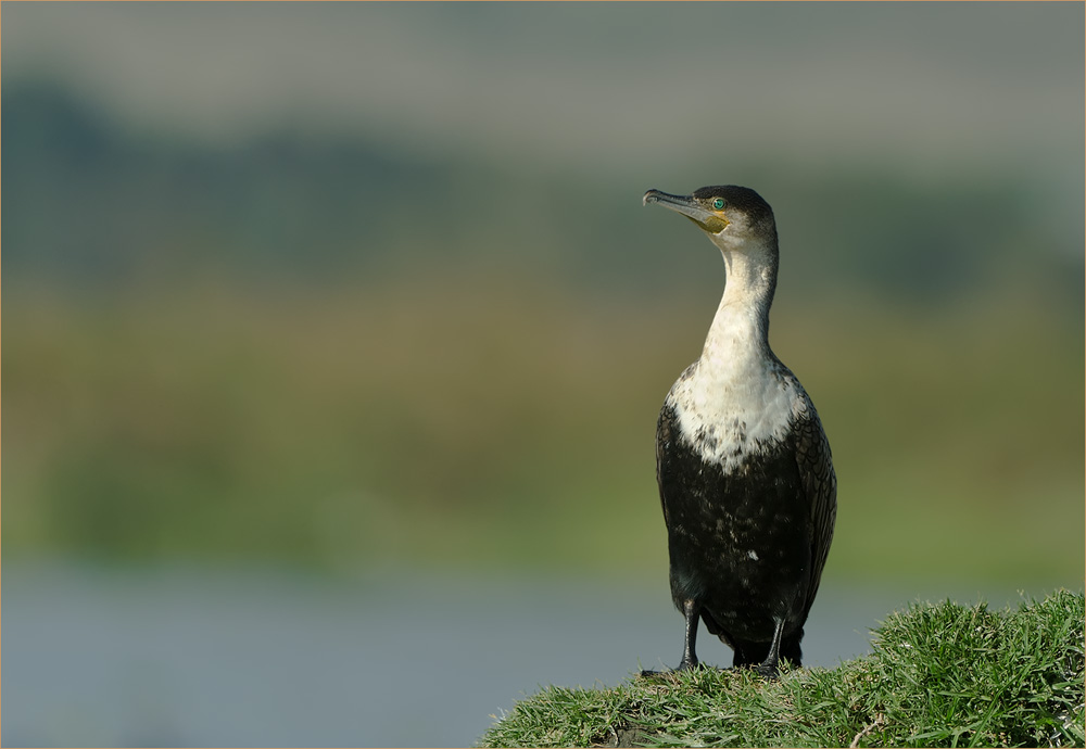 Kormoran