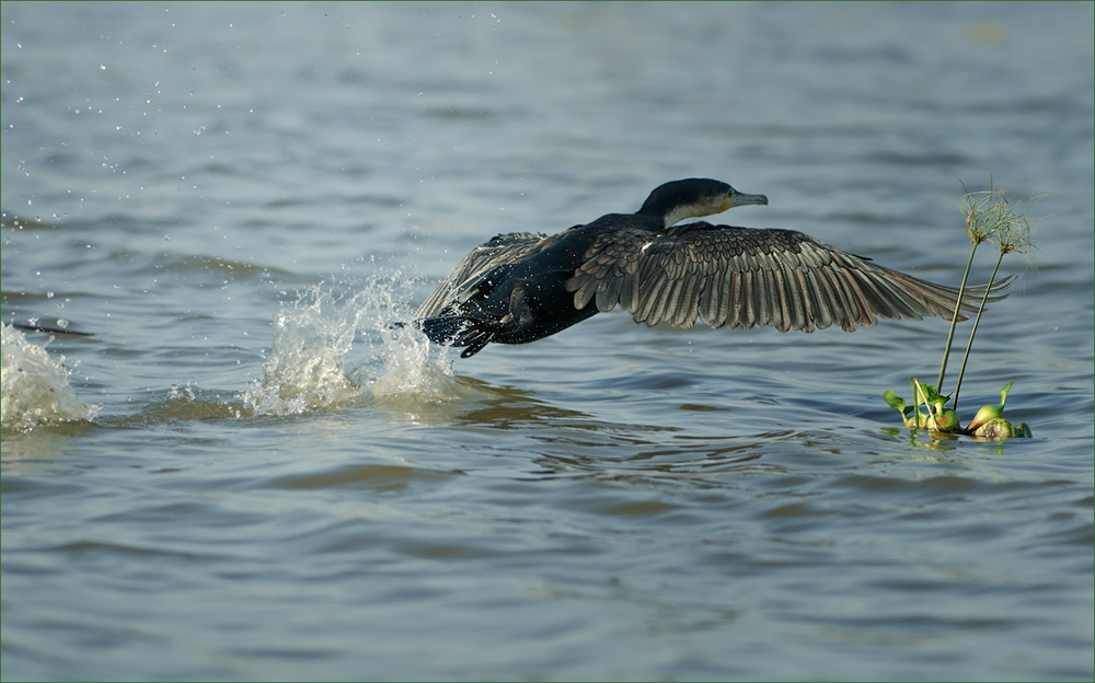 Kormoran