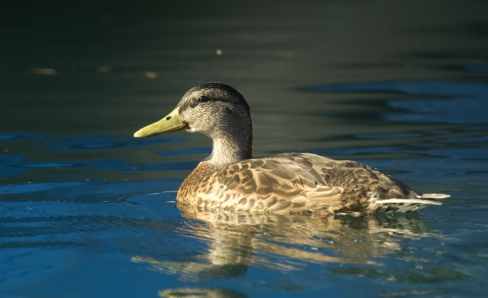 Ente in der Morgensonne