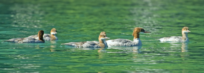 Gänsesäger