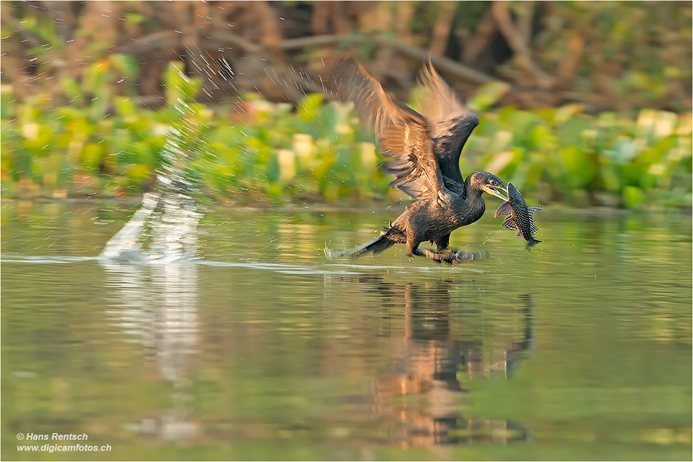 Kormoran