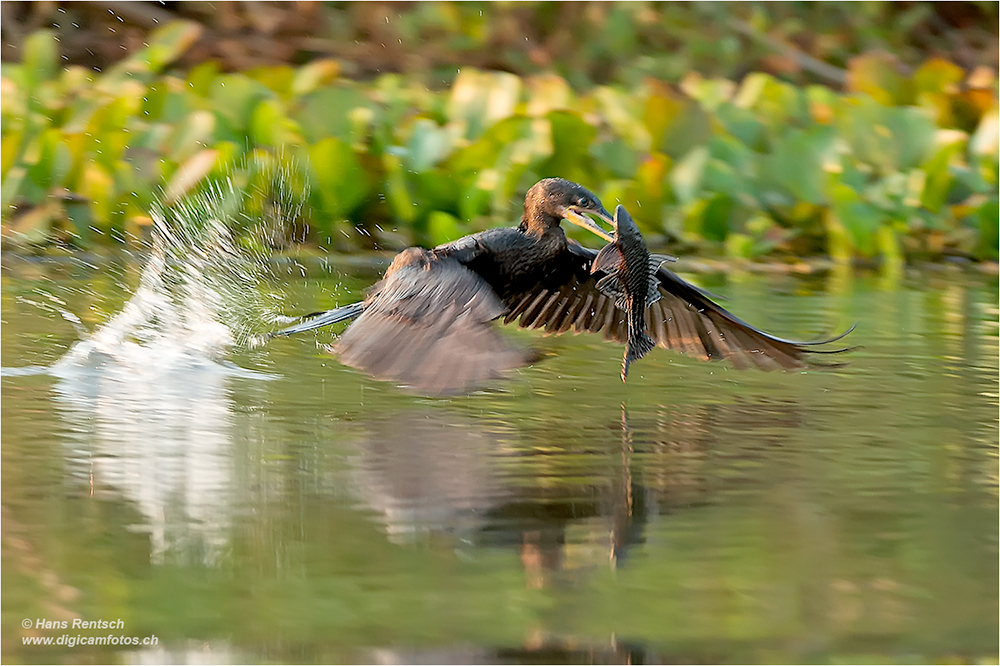 Kormoran