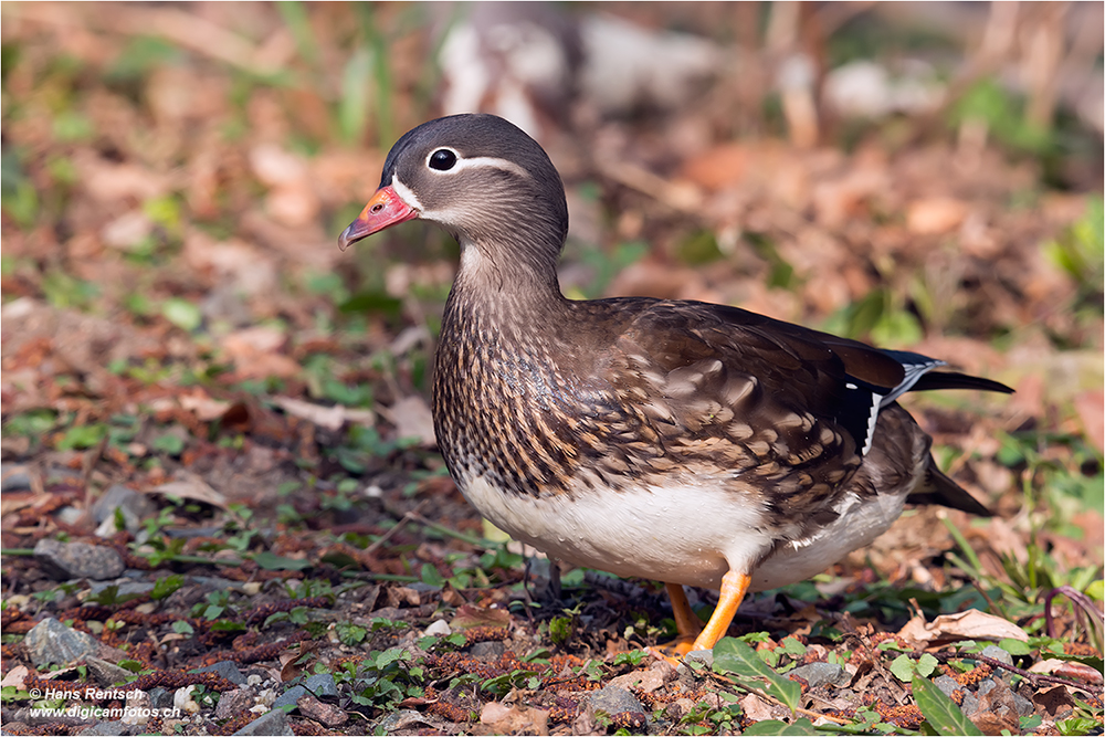 Mandarinente