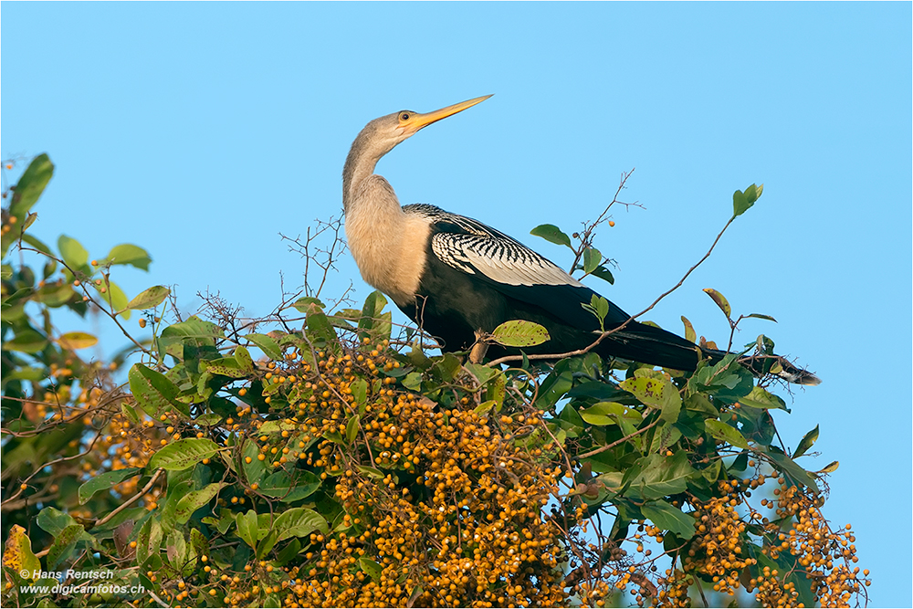 Schlangenhalsvogel