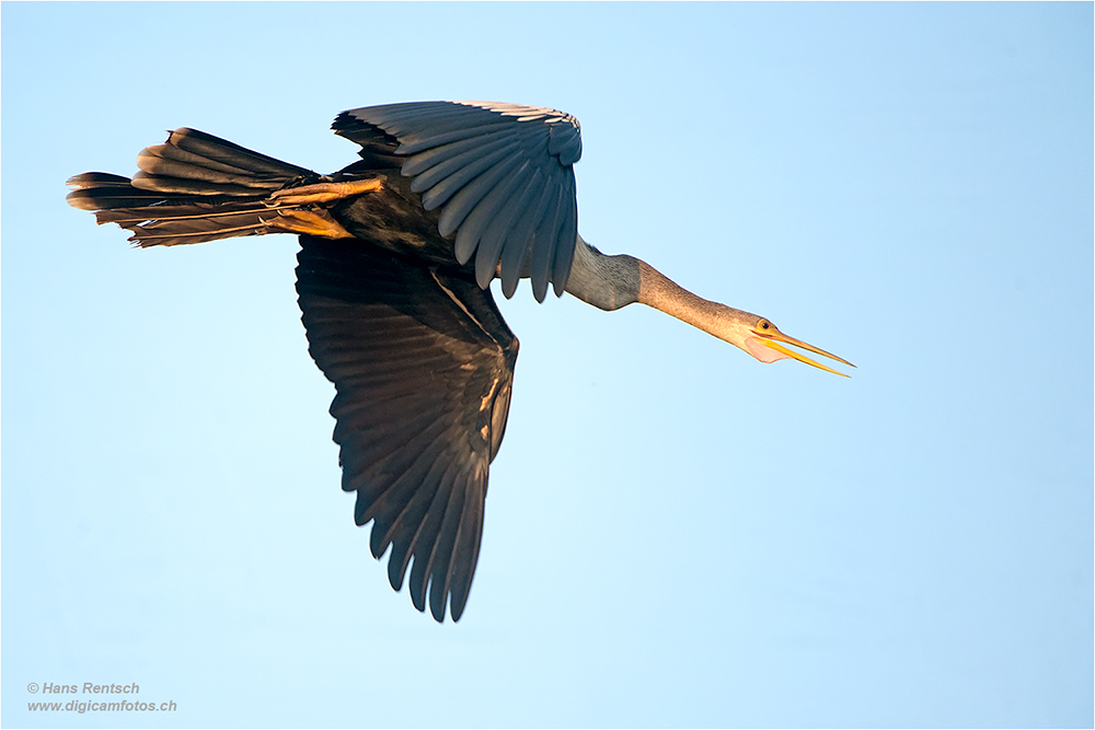 Schlangenhalsvogel