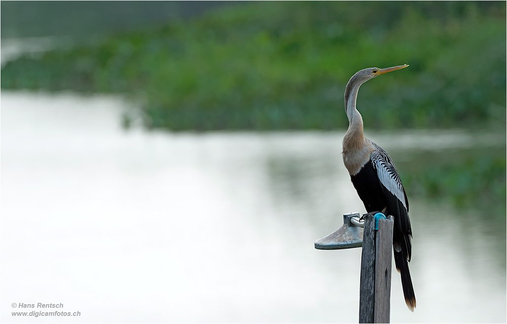 Schlangenhalsvogel