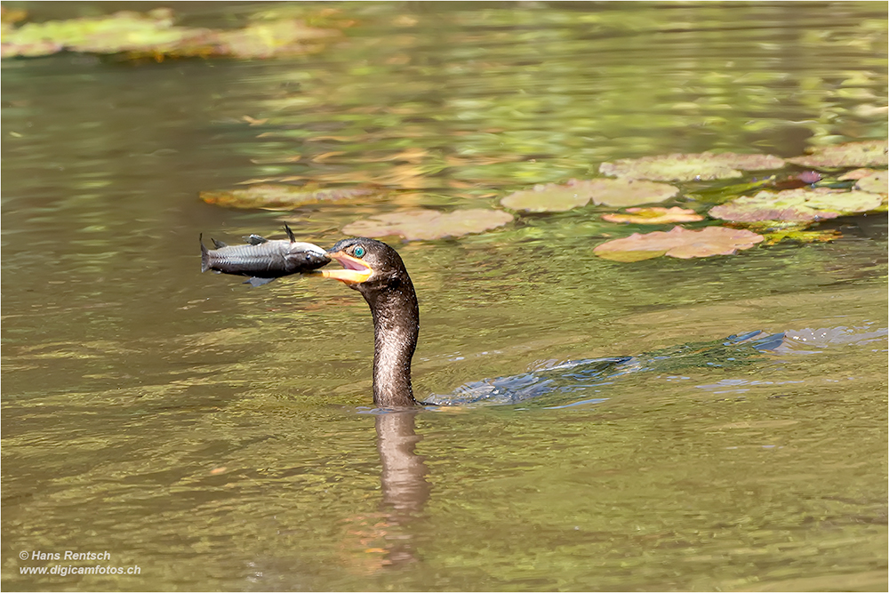 Kormoran