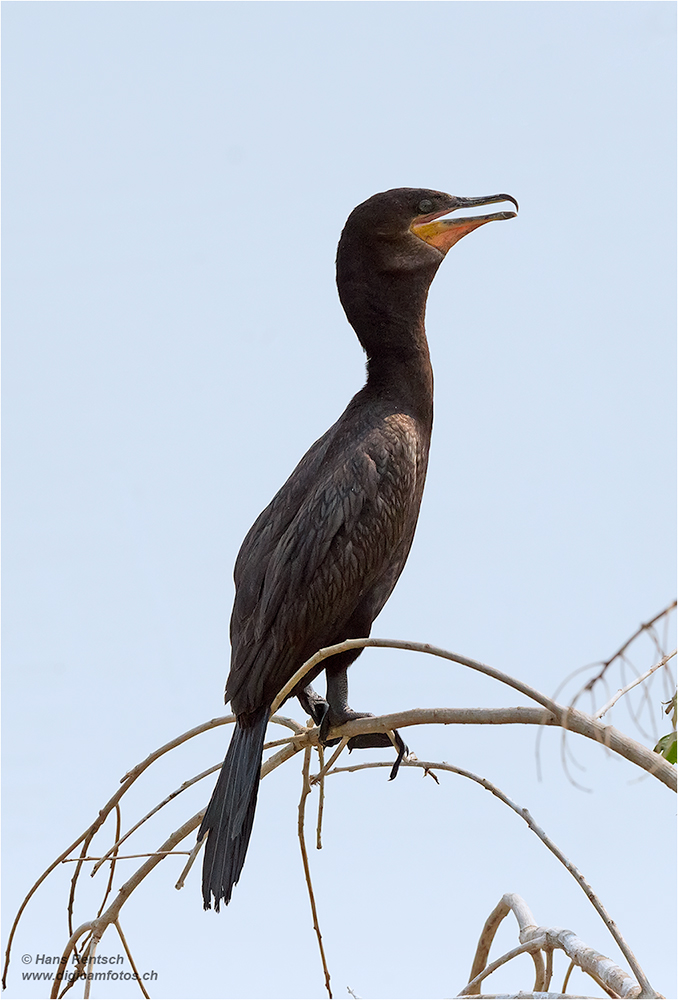 Kormoran