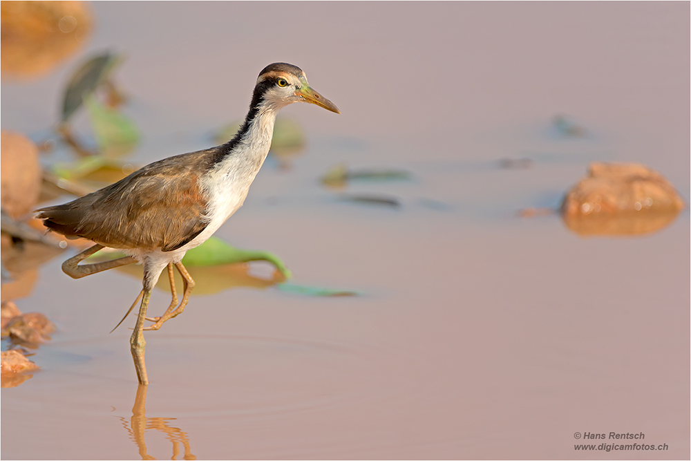 Wasservogel