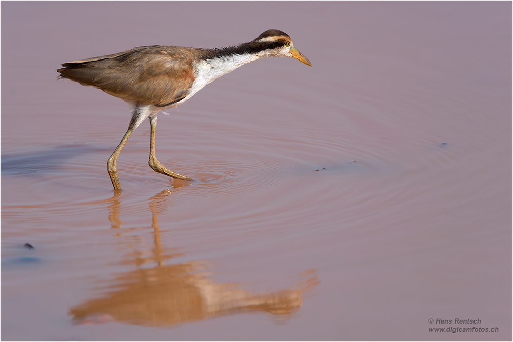 Wasservogel