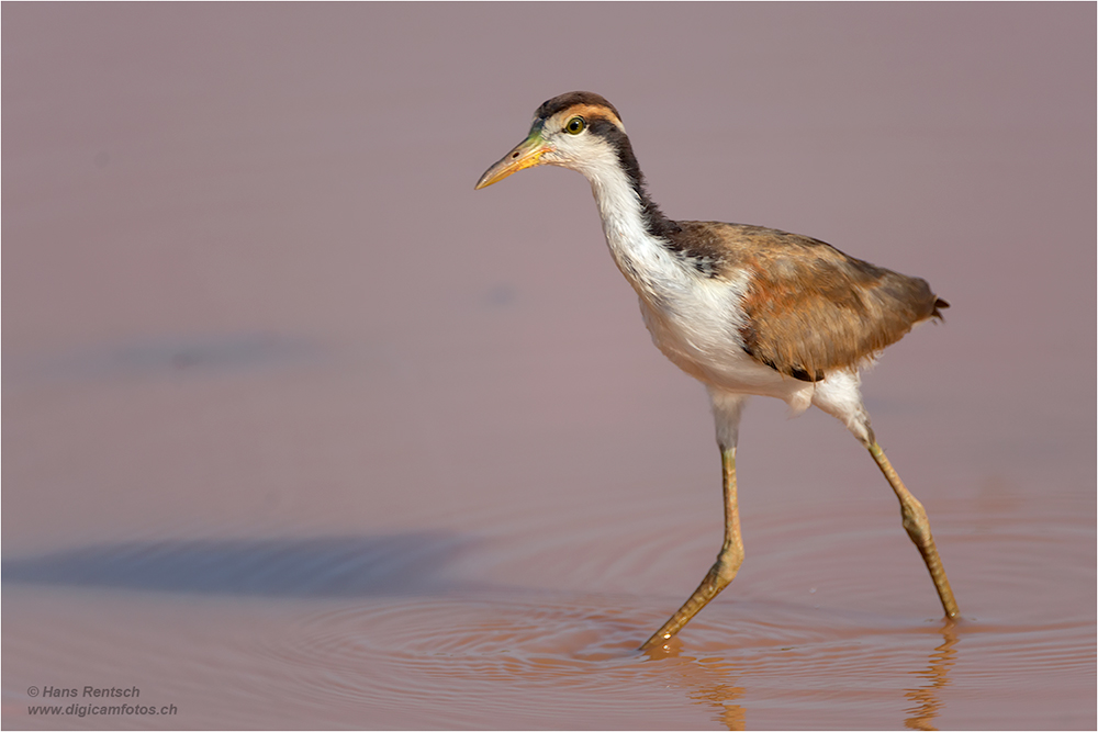 Wasservogel