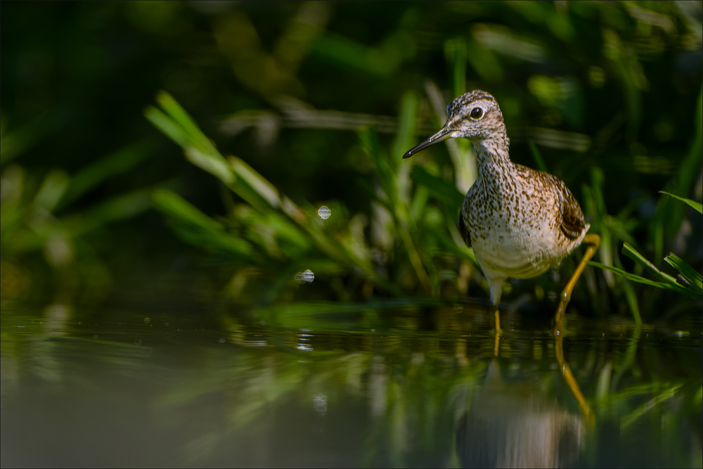 Bruchwasserläufer