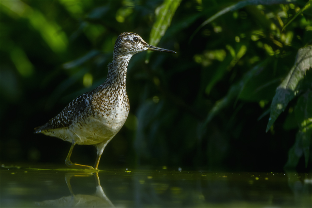 Bruchwasserläufer