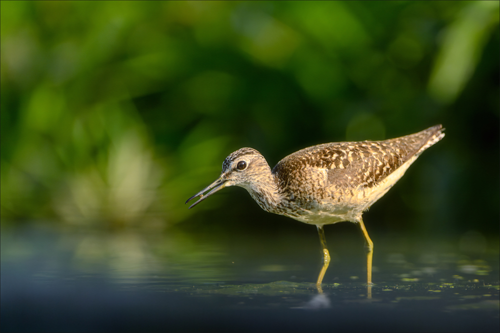 Bruchwasserläufer