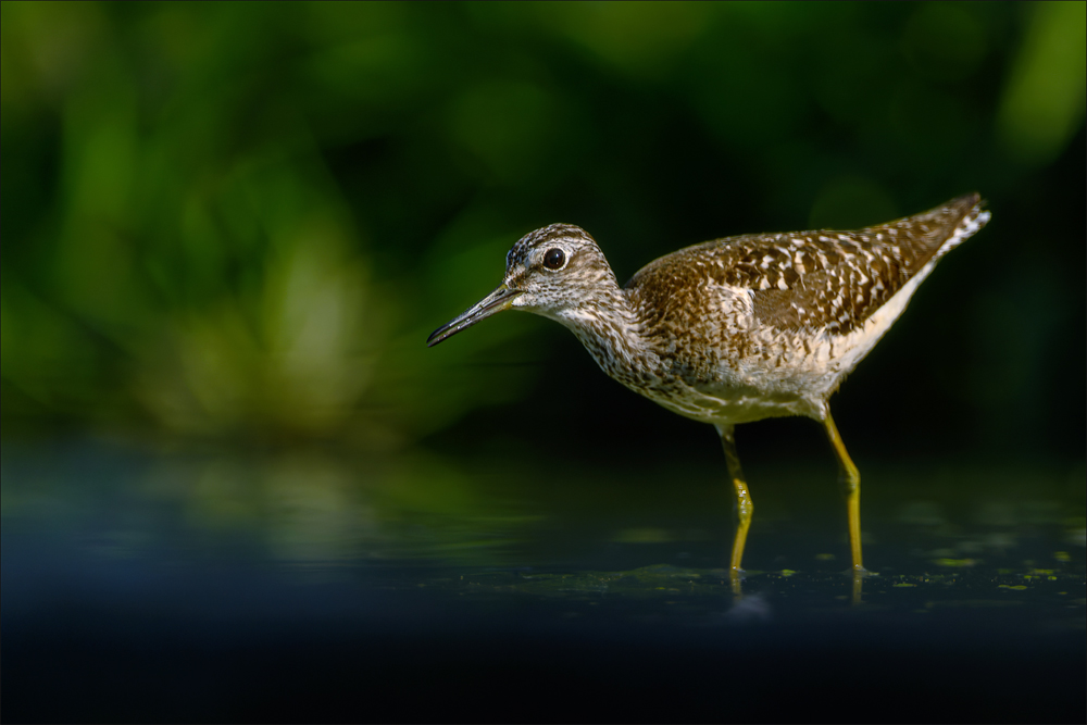 Bruchwasserläufer