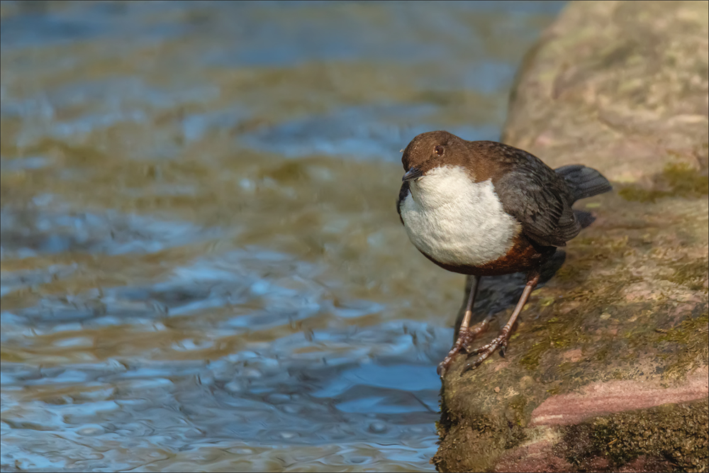 Wasseramsel