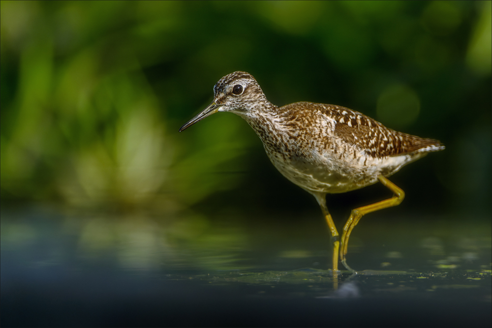 Bruchwasserläufer