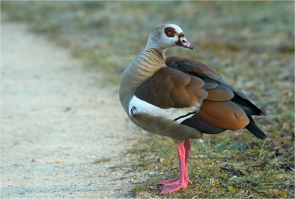 Nilgans