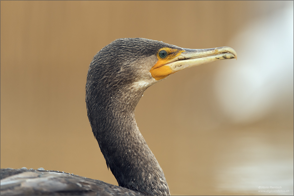 Kormoran