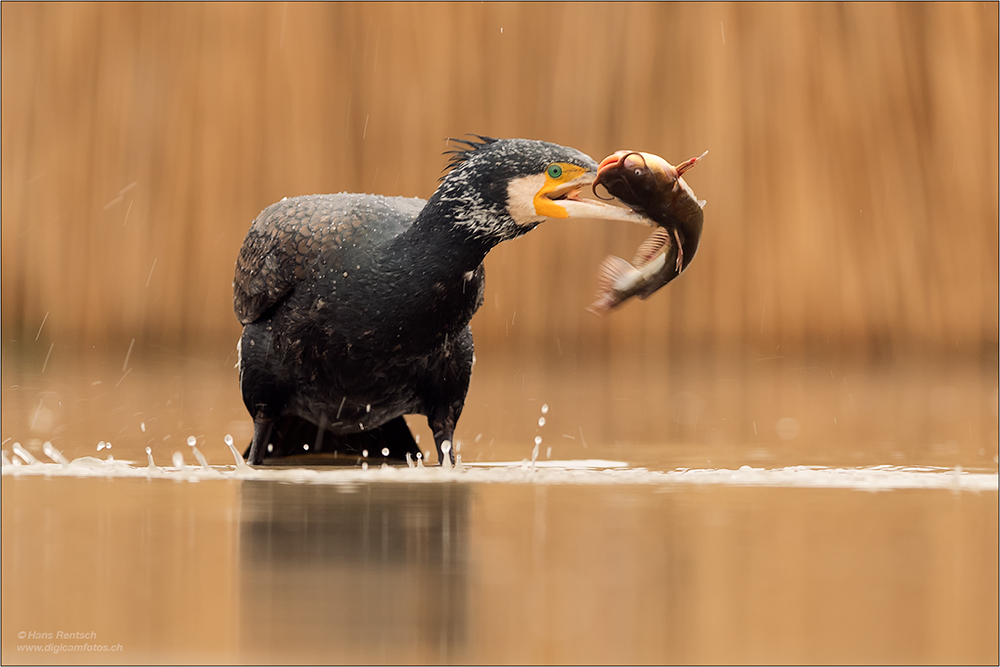 Kormoran