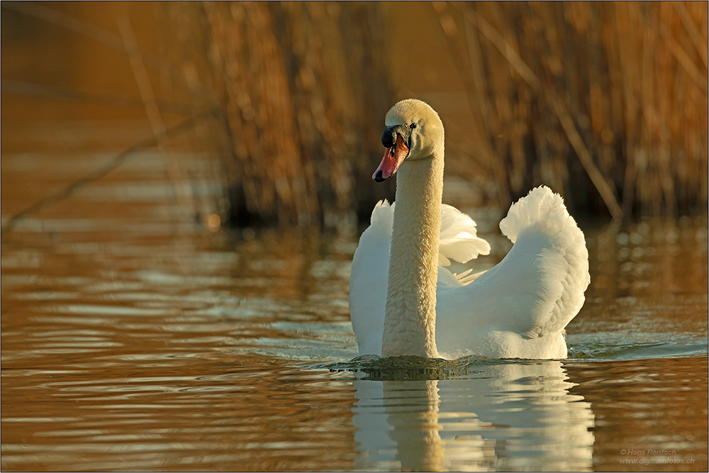 Höckerschwan